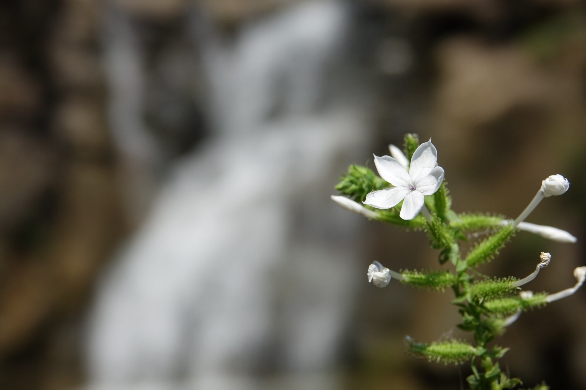 Naturaleza serena